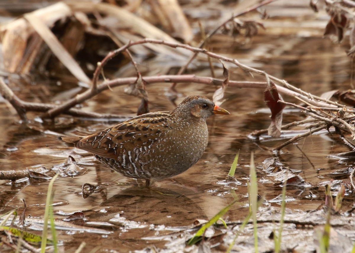 Spotted Crake - ML309999761