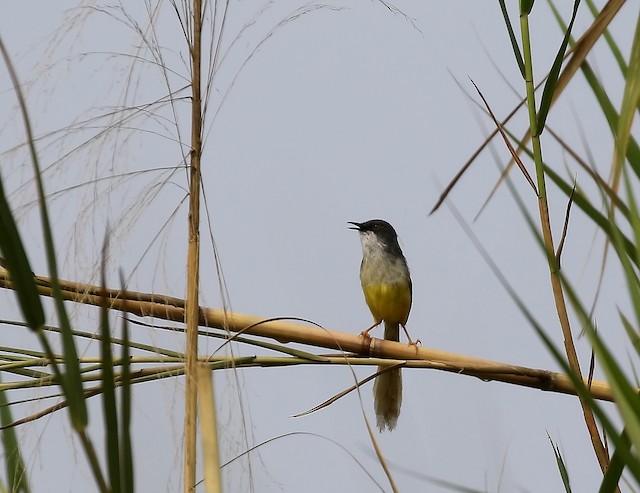 Beek prinia sale