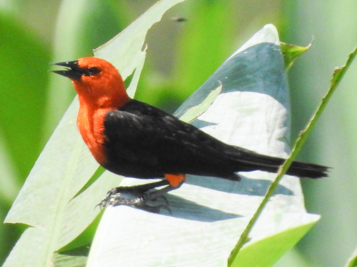 Scarlet-headed Blackbird - ML310006331
