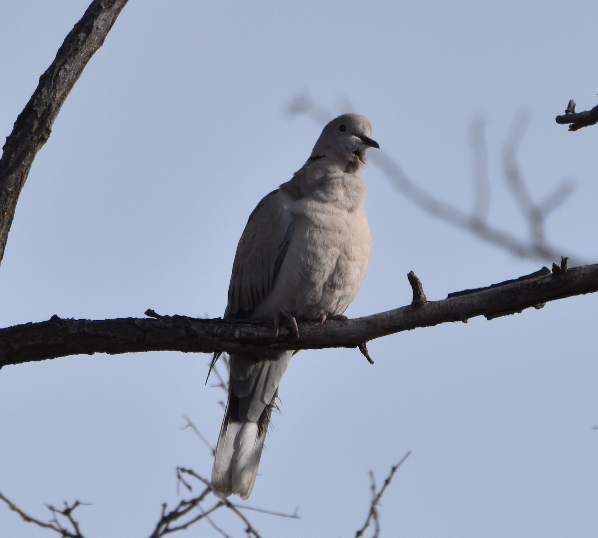 Eurasian Collared-Dove - Peter Olsoy