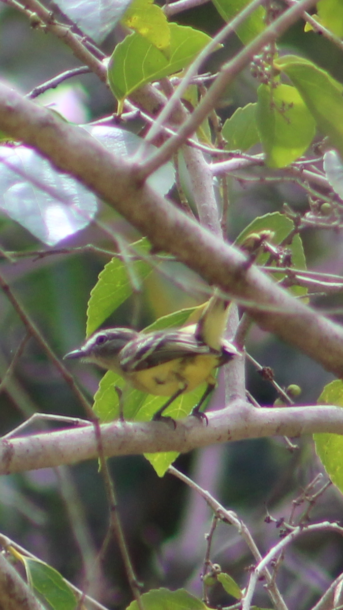 Pale-tipped Tyrannulet - ML310011411