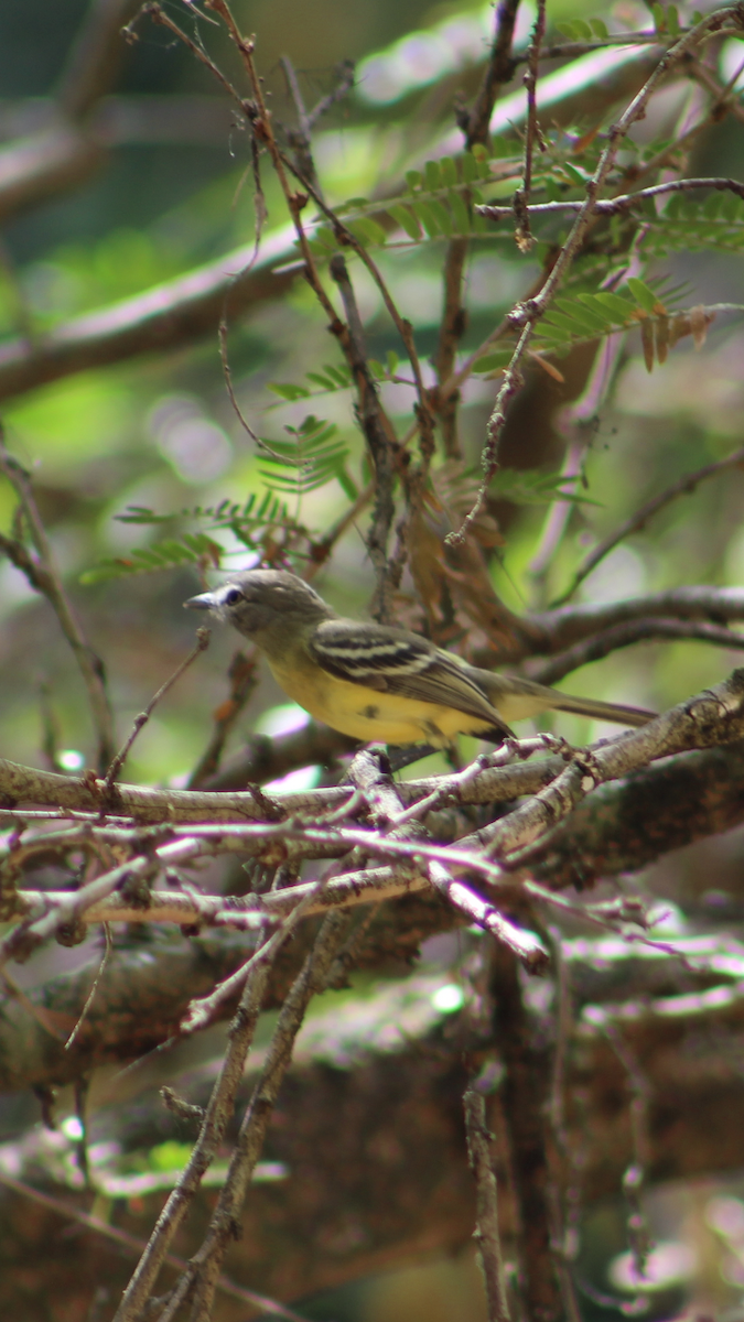 Pale-tipped Tyrannulet - ML310011481
