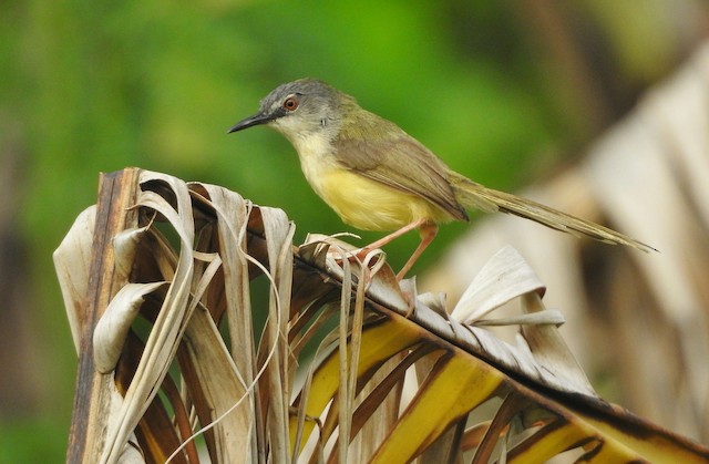 Beek prinia deals