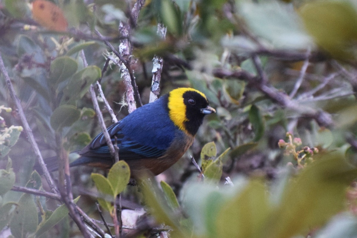 Golden-collared Tanager - ML31001481