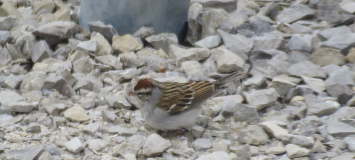 Chipping Sparrow - ML310016101