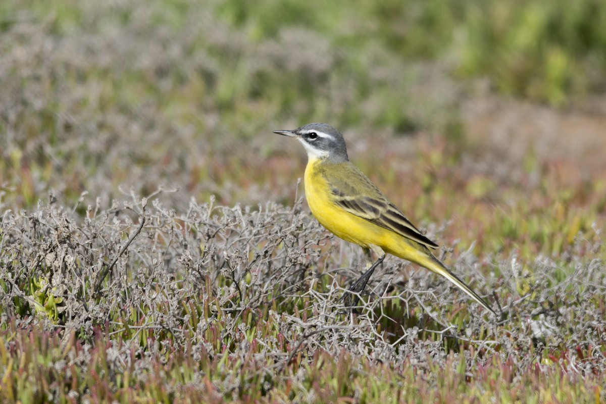 Western Yellow Wagtail - J. Marcos Benito
