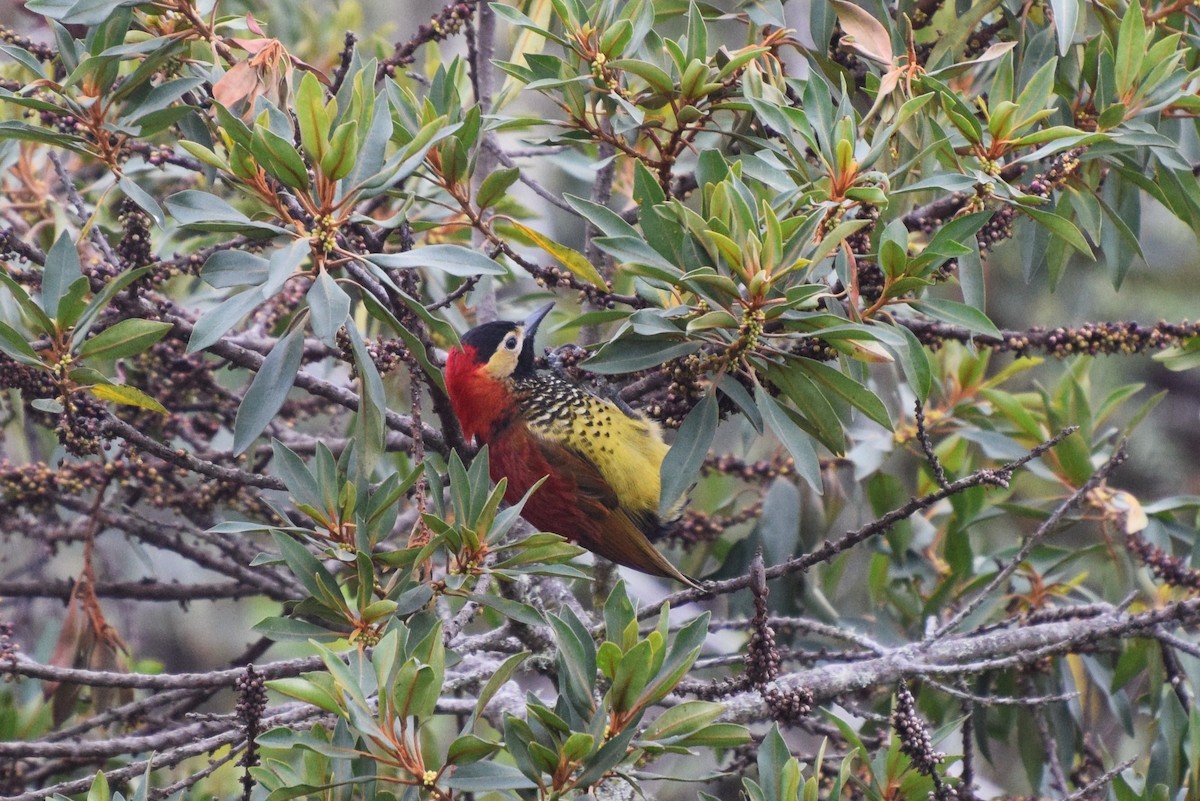 Crimson-mantled Woodpecker - irina shulgina