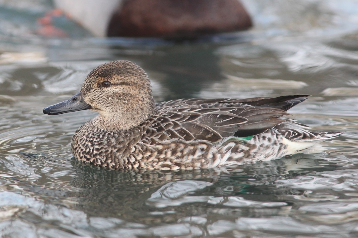 Green-winged Teal - ML310022741