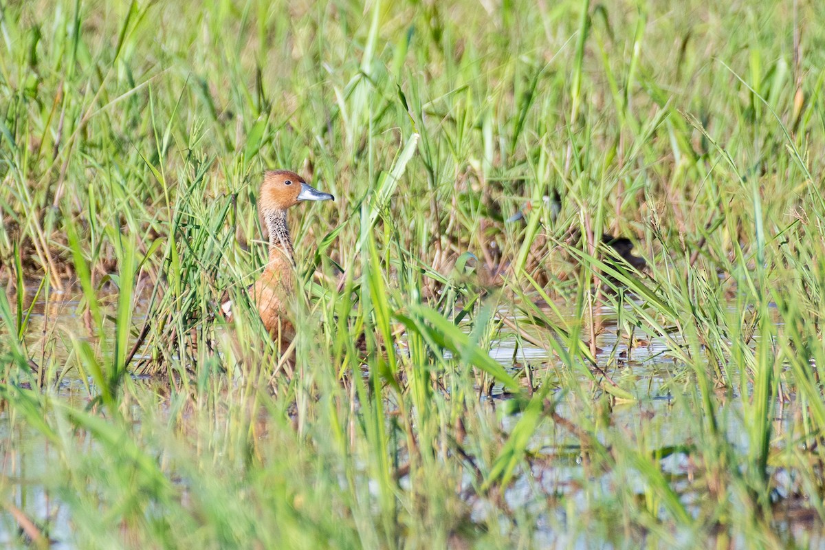 Fulvous Whistling-Duck - ML310023481