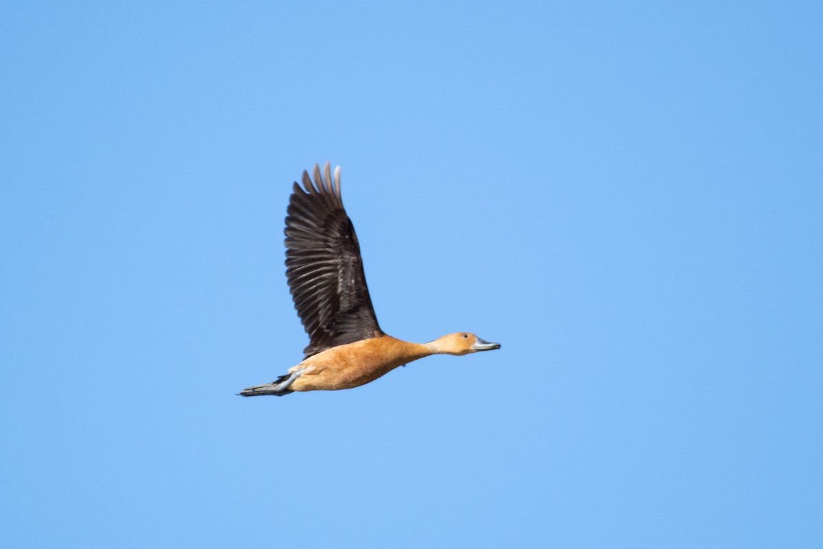 Fulvous Whistling-Duck - ML310023491