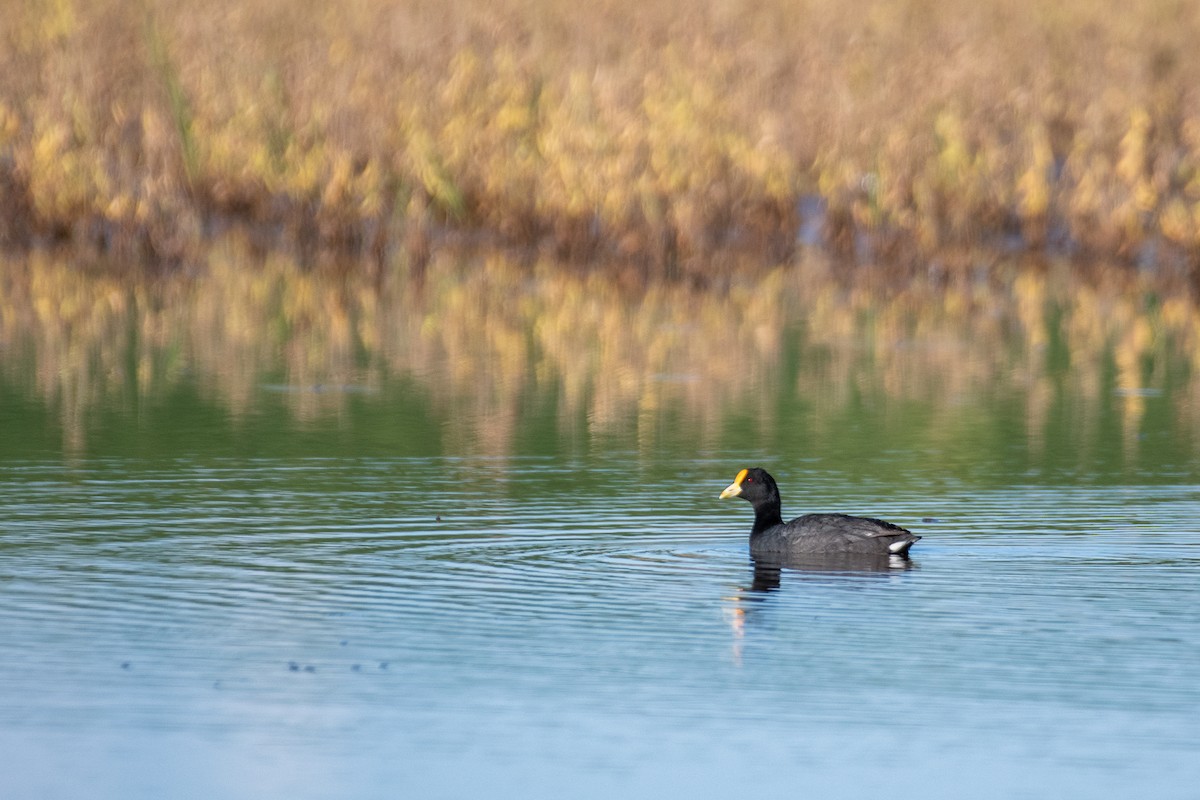 White-winged Coot - ML310024281
