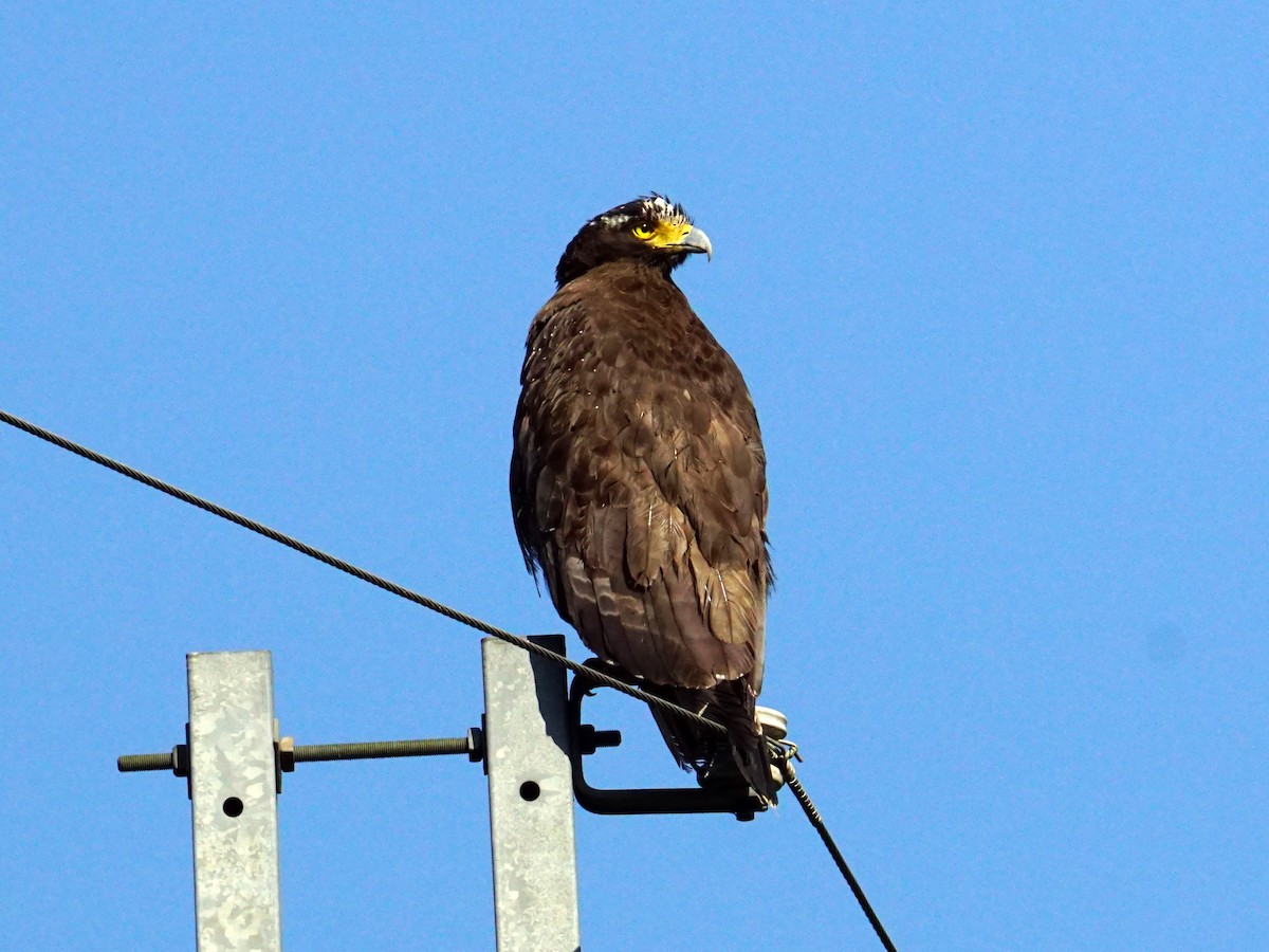 Crested Serpent-Eagle - ML310026281