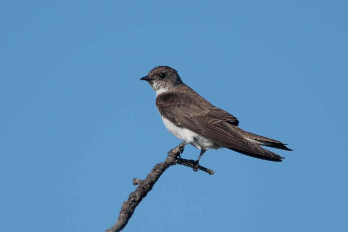 Brown-chested Martin - ML310028921