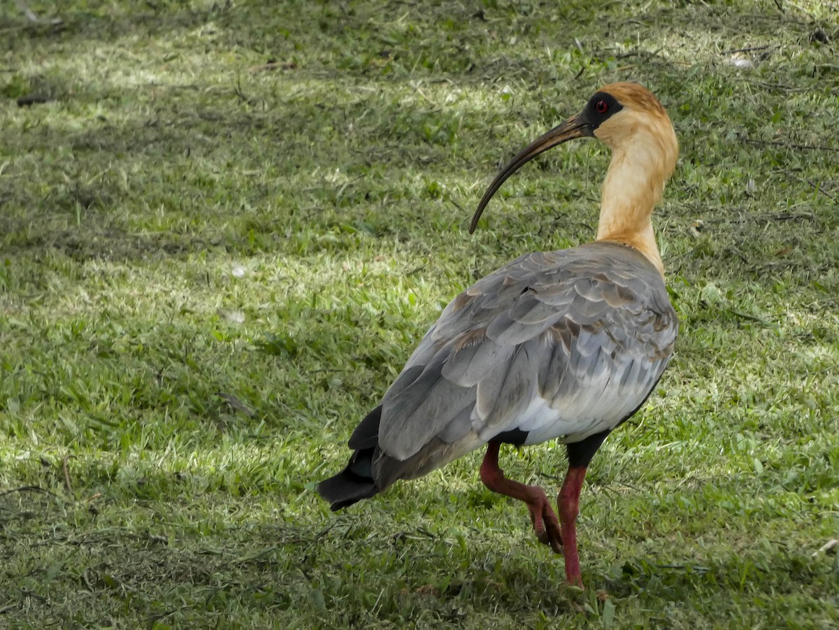 Buff-necked Ibis - Henrique Moutinho