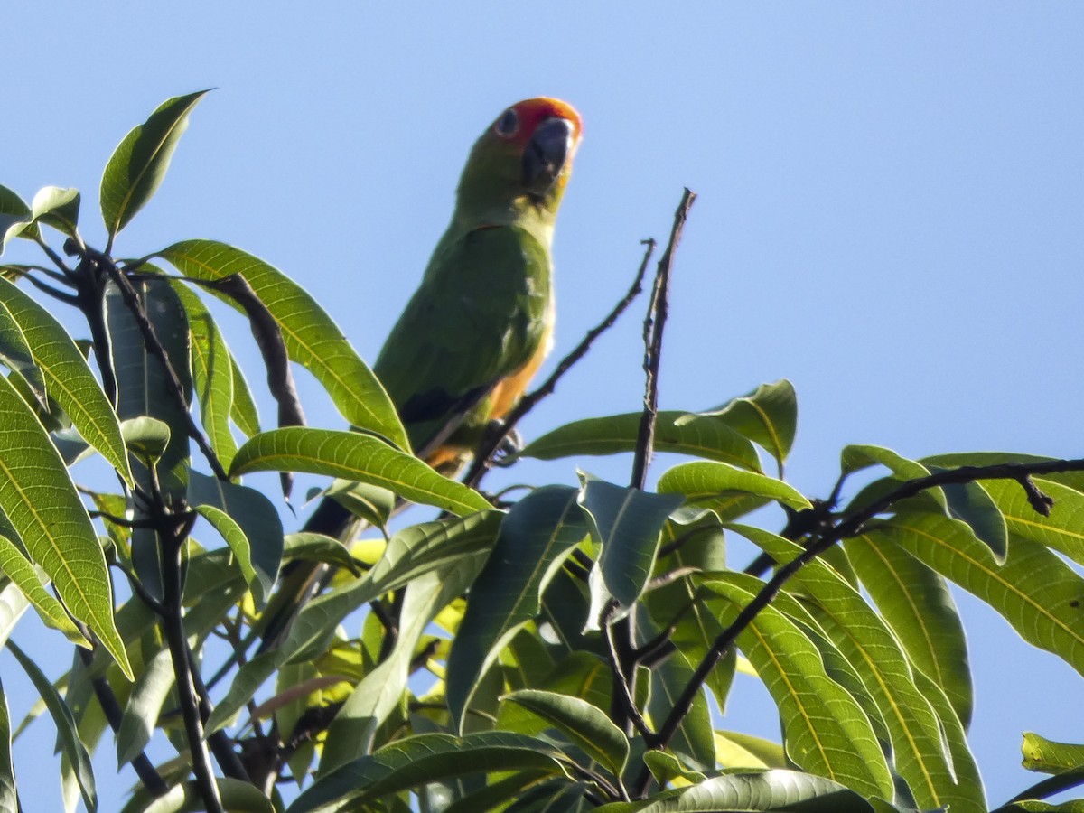 Golden-capped Parakeet - Henrique Moutinho