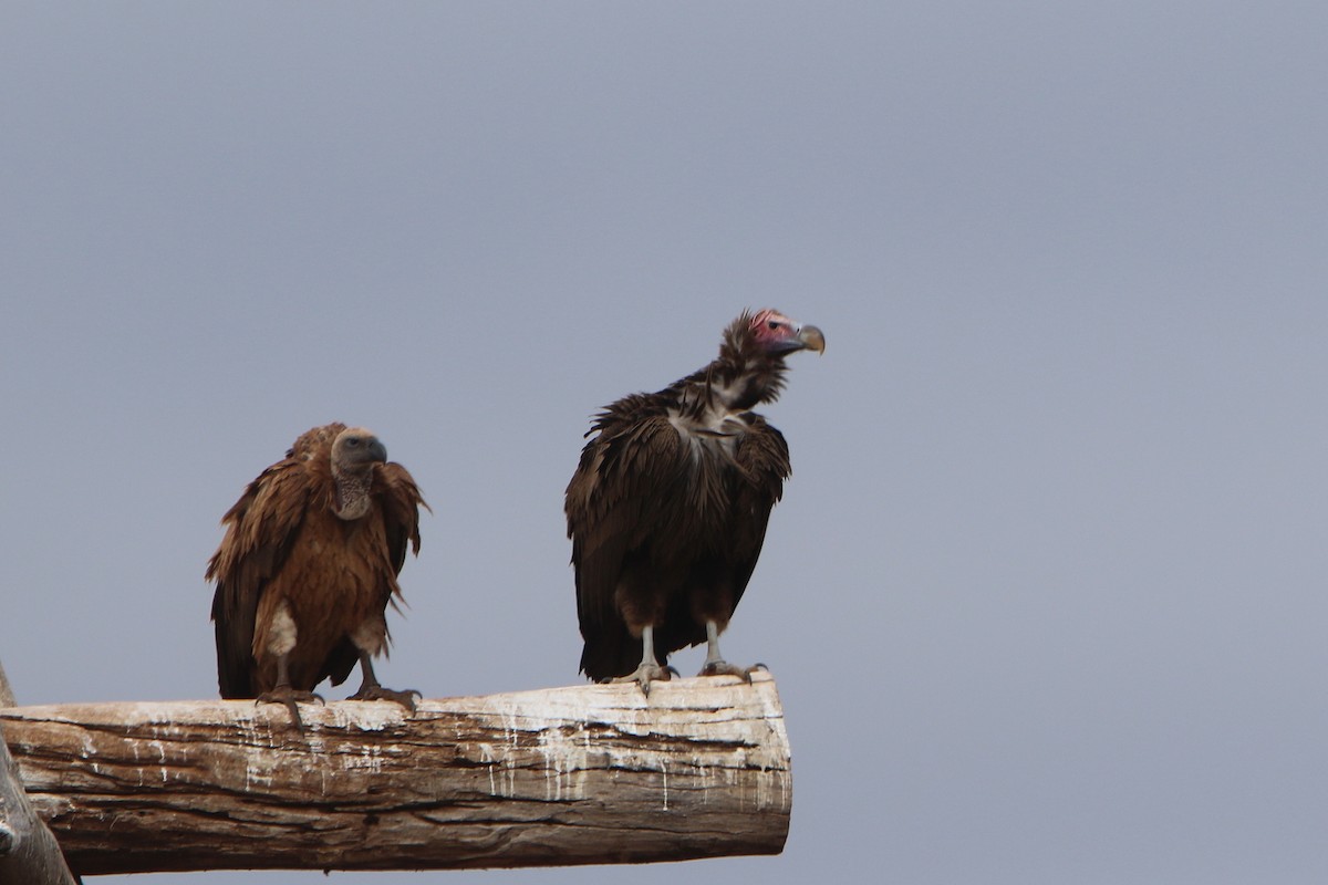 Lappet-faced Vulture - ML31002991