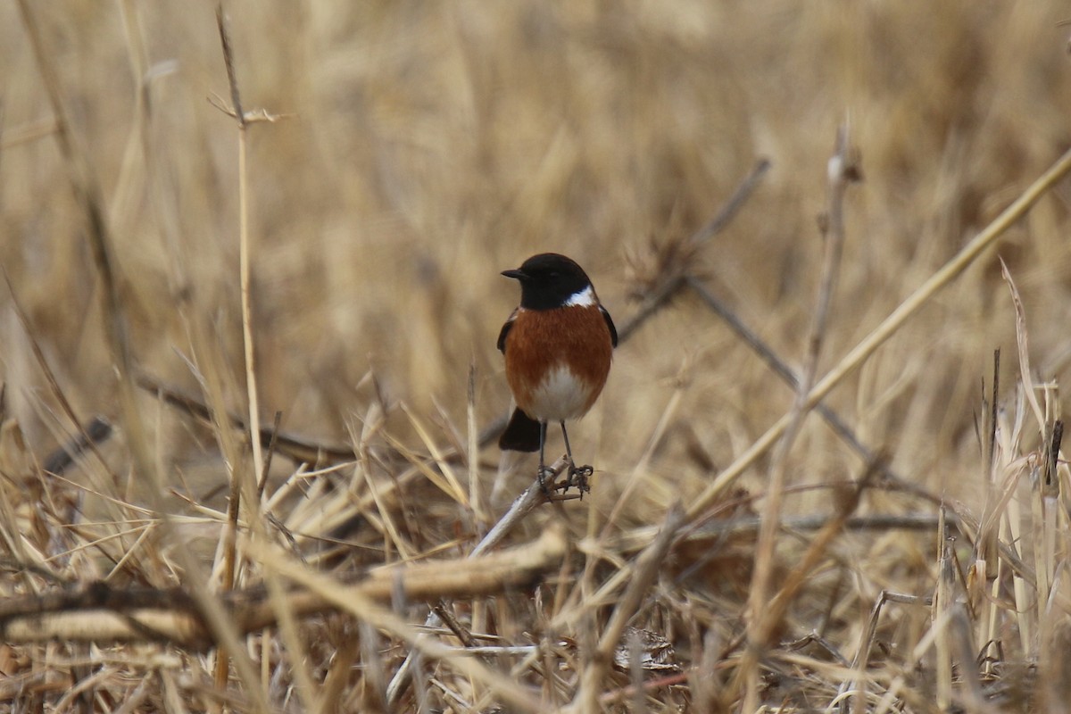 African Stonechat - ML31003321