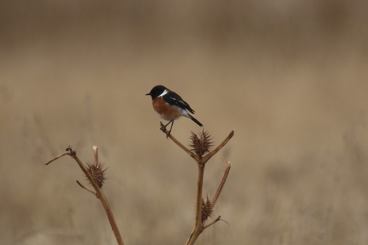 African Stonechat - ML31003331
