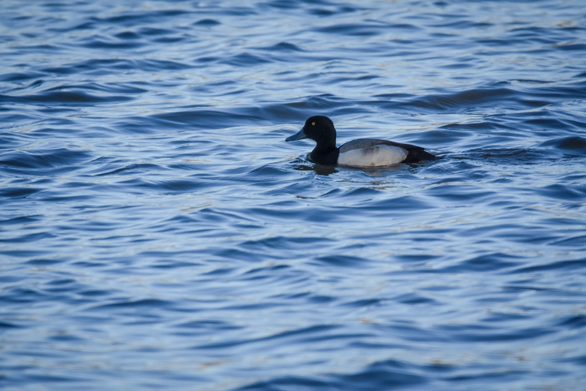 Greater Scaup - ML310036811
