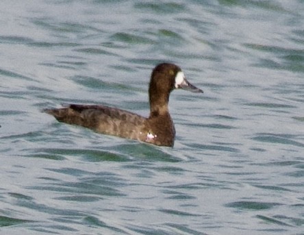 Greater Scaup - ML310039501