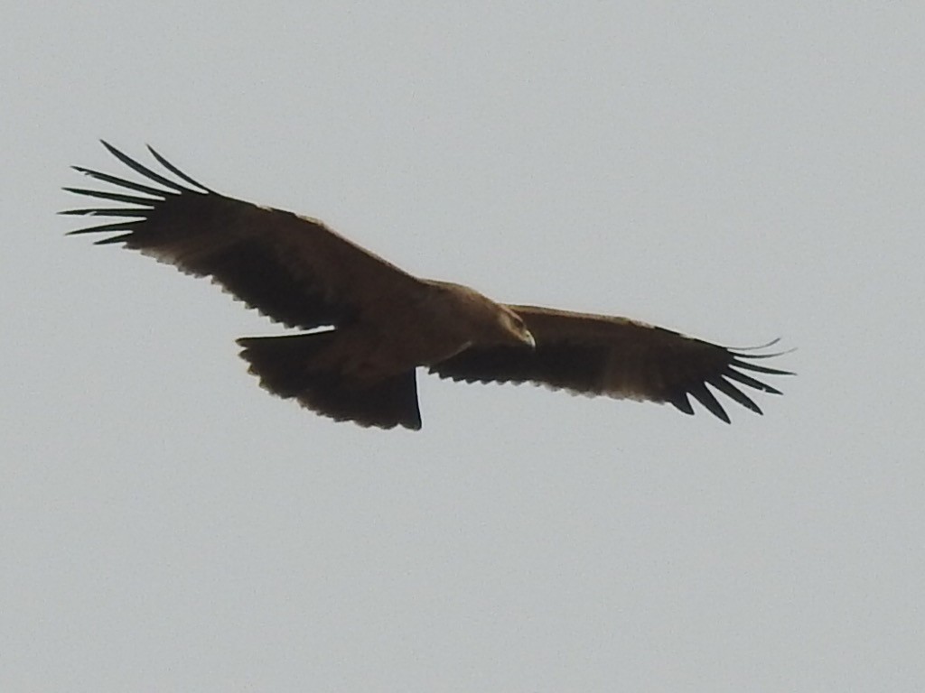 Spanish Eagle - Chemi Ibáñez de la Fuente