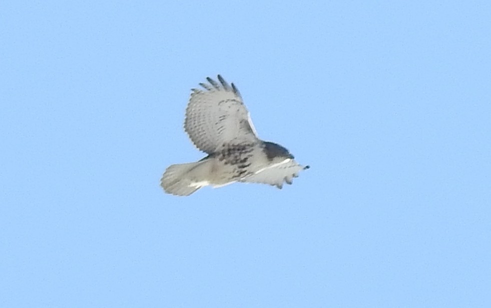 Red-tailed Hawk - ML310047091