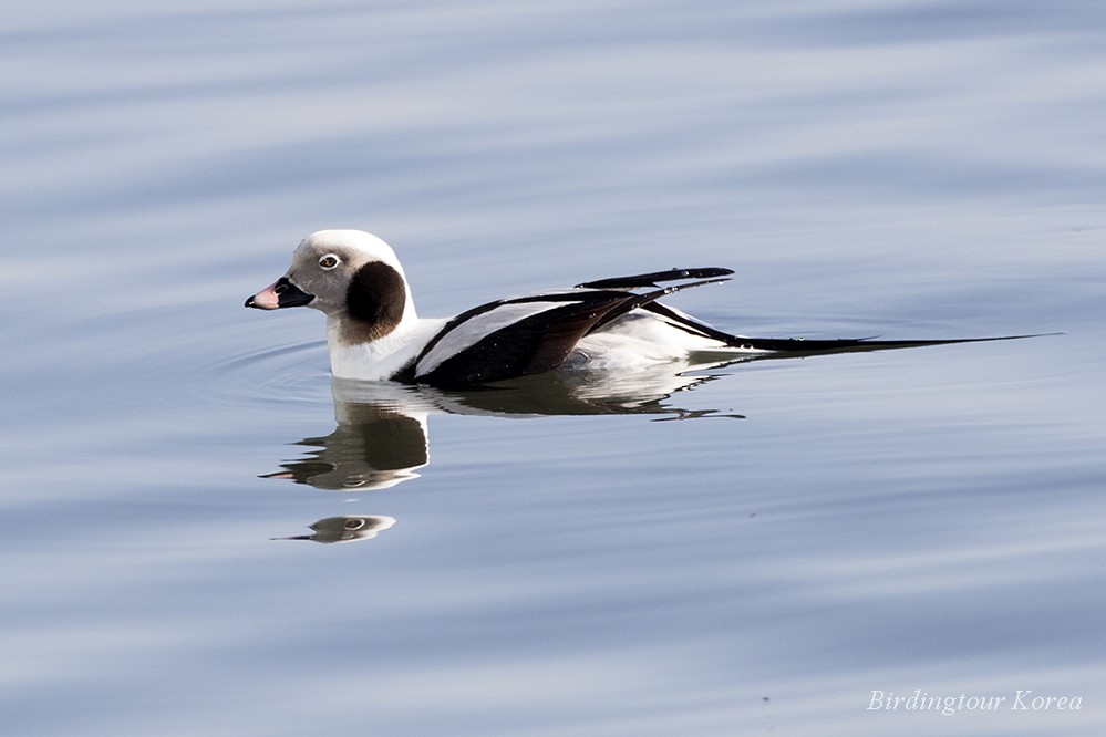 Long-tailed Duck - Peter Han