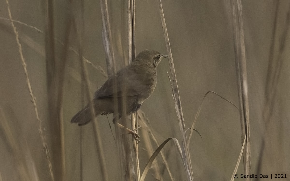 Baikal/Spotted Bush Warbler - Sandip Das