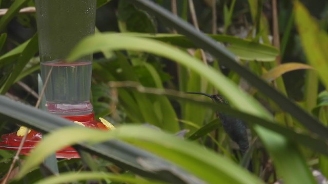 kolibřík šedobřichý - ML310052841