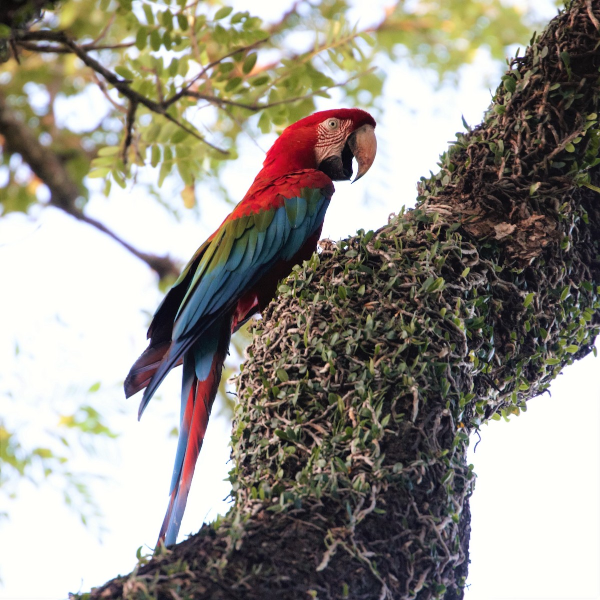 Red-and-green Macaw - ML310054911
