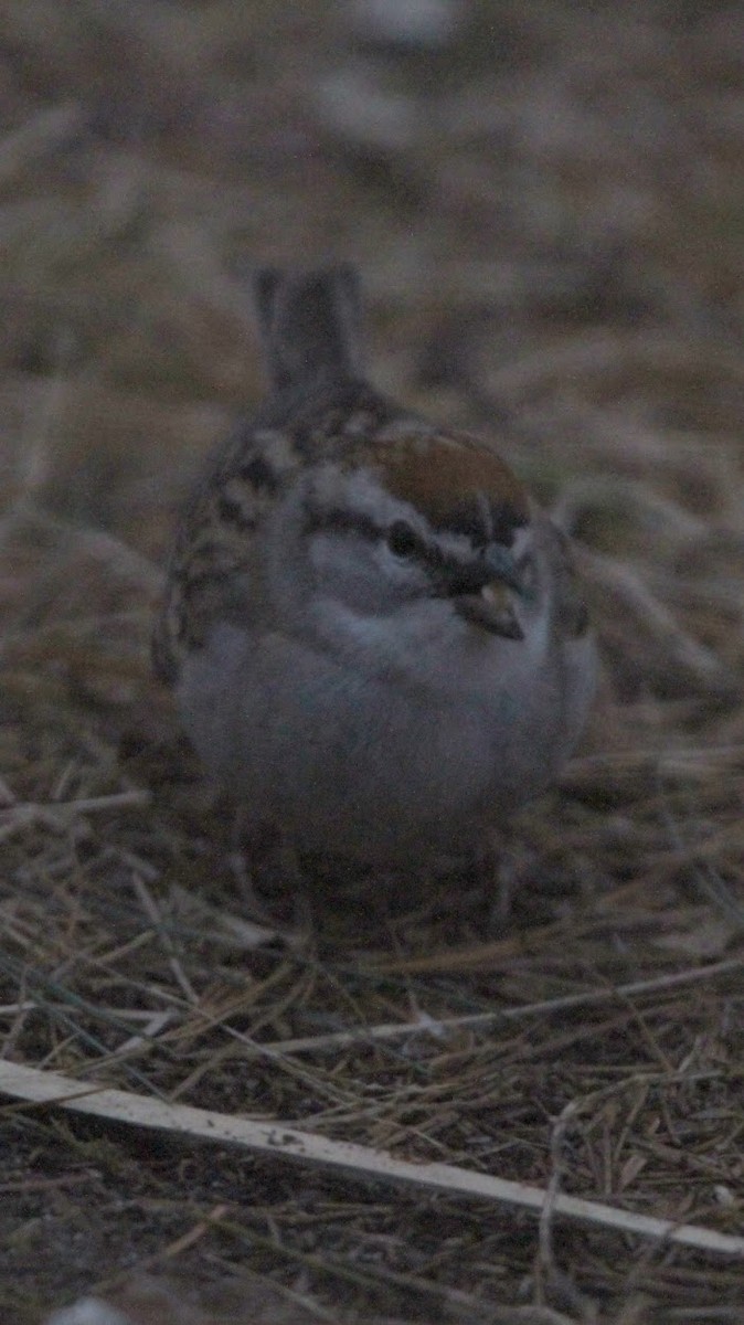 Chipping Sparrow - ML310063861