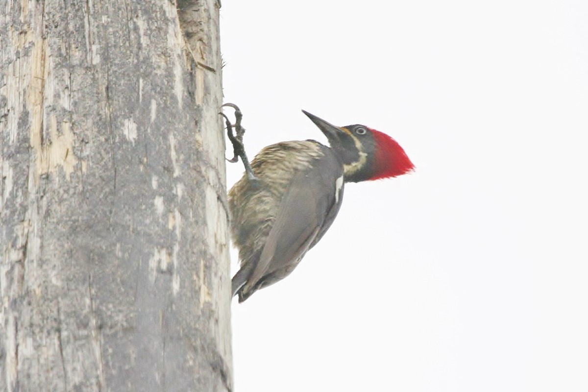 Lineated Woodpecker - Peter Turner