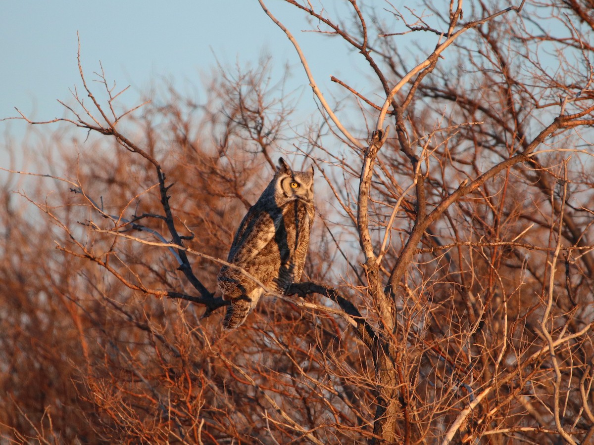 Great Horned Owl - ML310082441