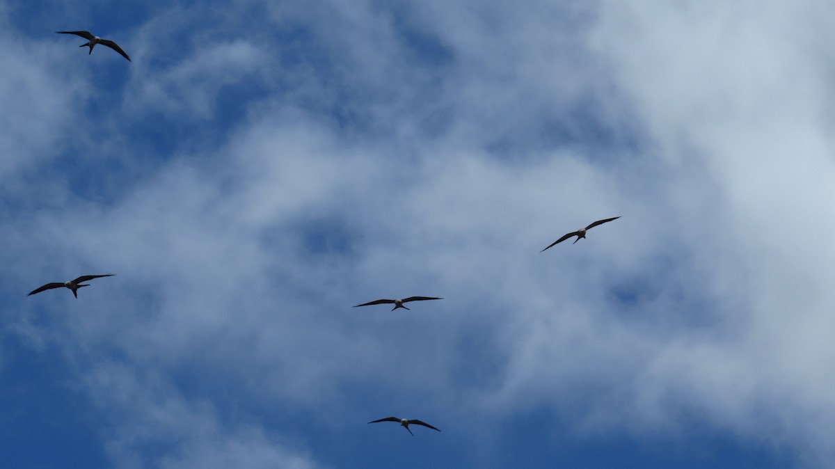 Swallow-tailed Kite - Jorge Muñoz García   CAQUETA BIRDING