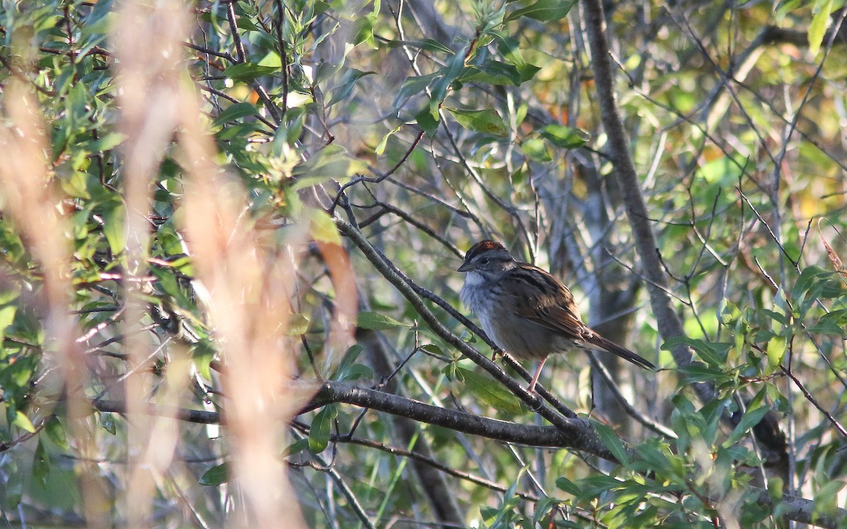 Swamp Sparrow - Uku Paal