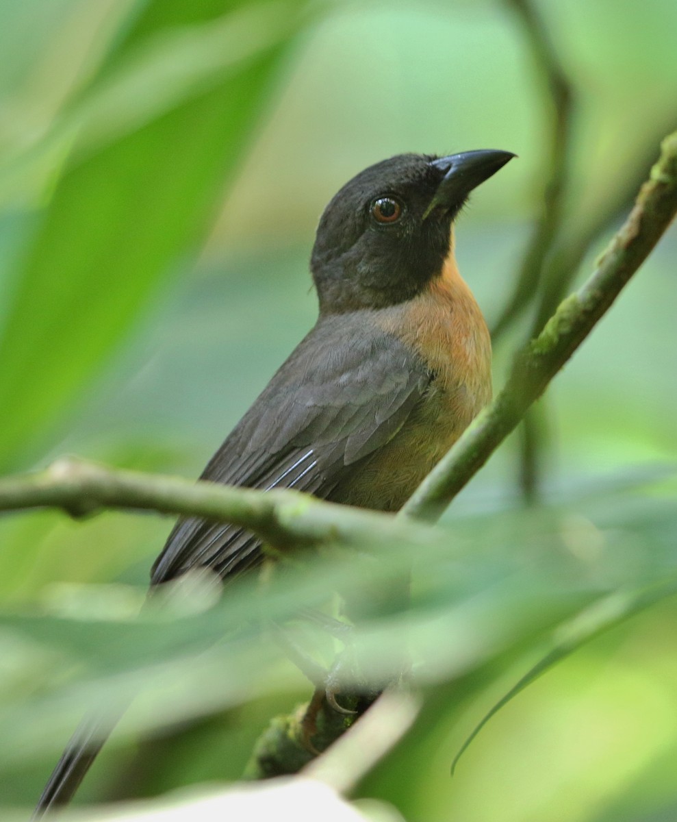 Black-cheeked Ant-Tanager - Jeff Tingle