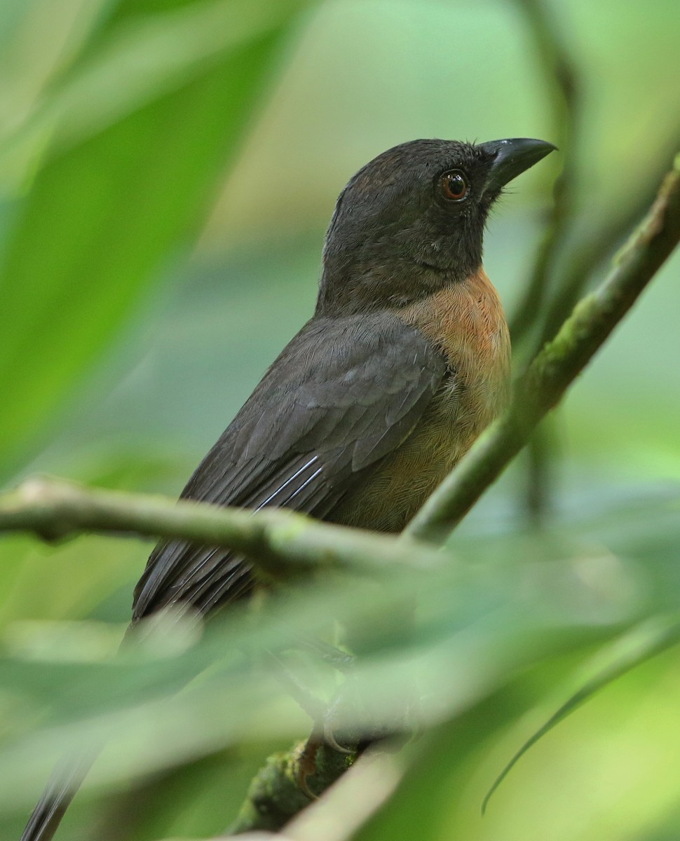 Black-cheeked Ant-Tanager - Jeff Tingle