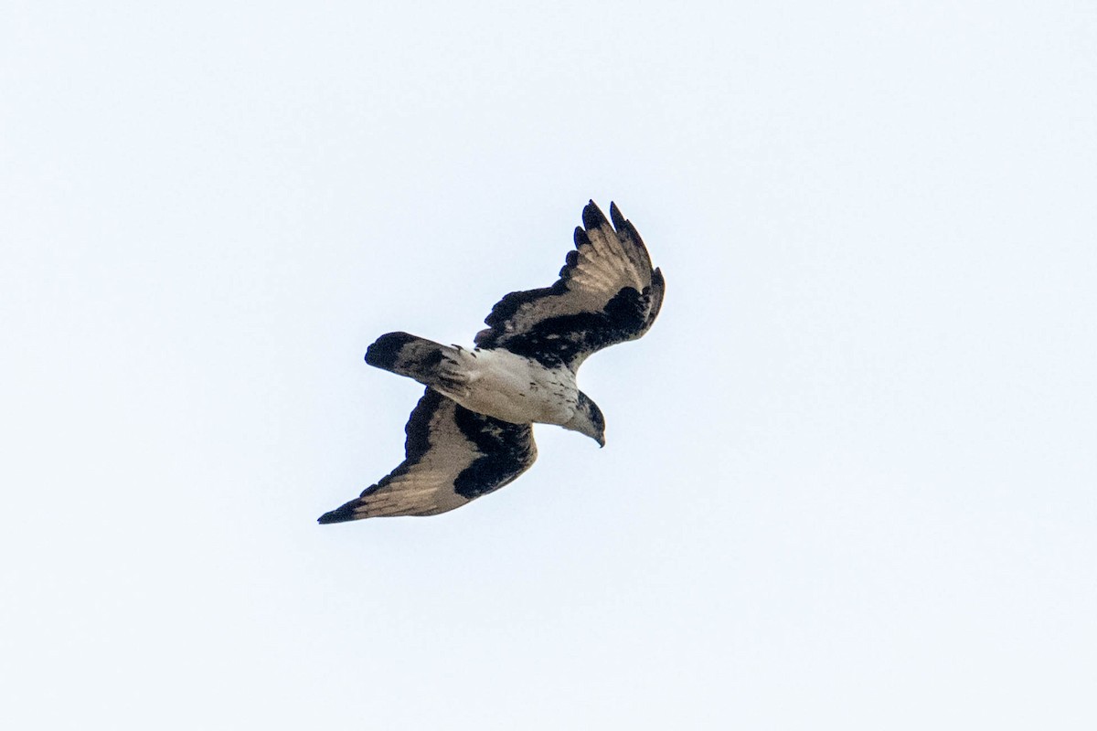African Hawk-Eagle - Peter  Steward