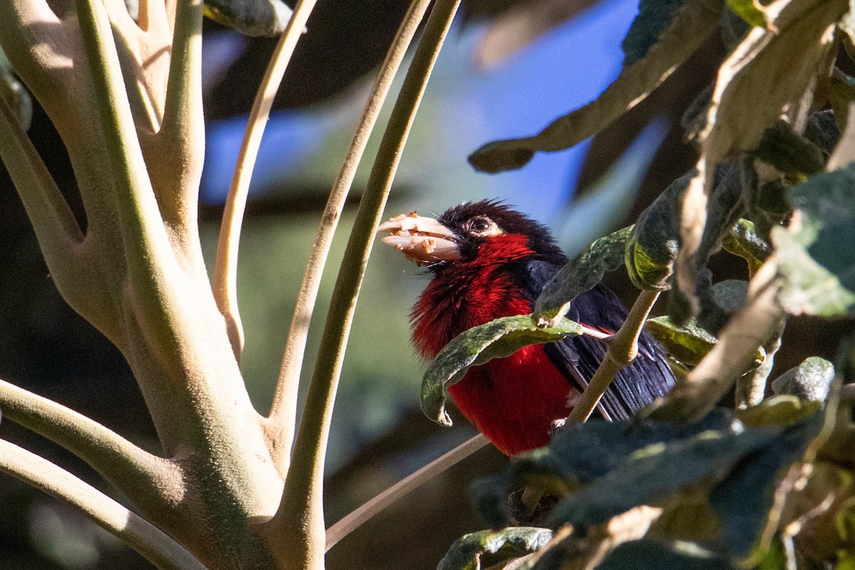 Double-toothed Barbet - Peter  Steward