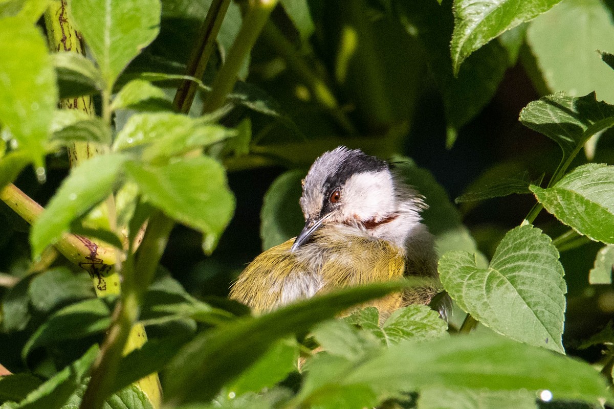 Gray-capped Warbler - ML310100141