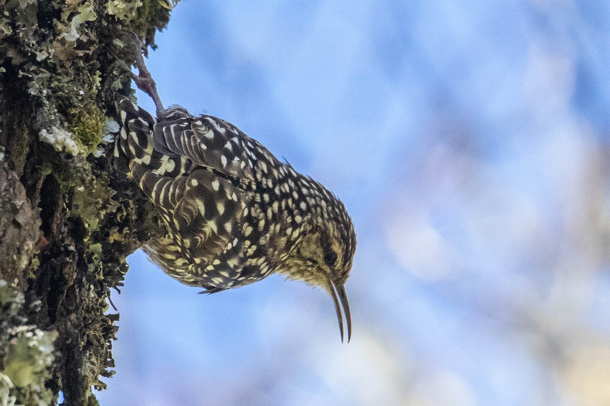 African Spotted Creeper - ML310100851