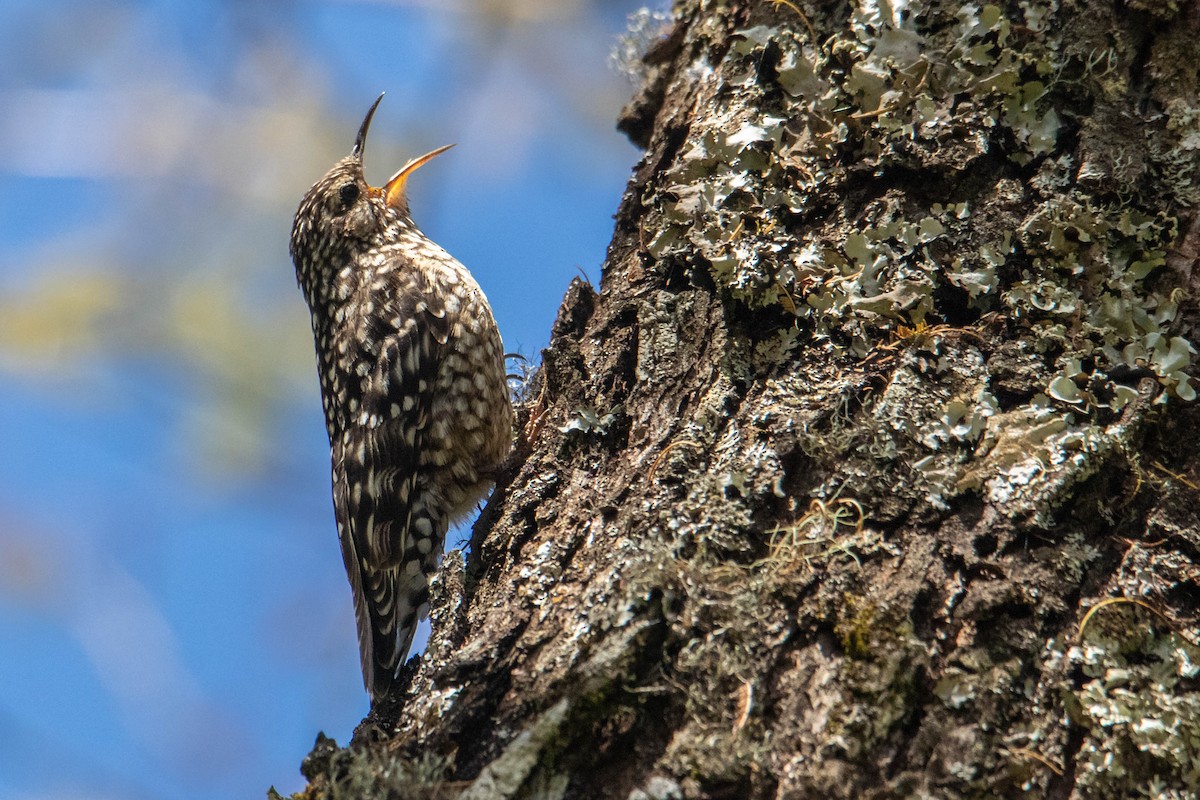 African Spotted Creeper - ML310101041