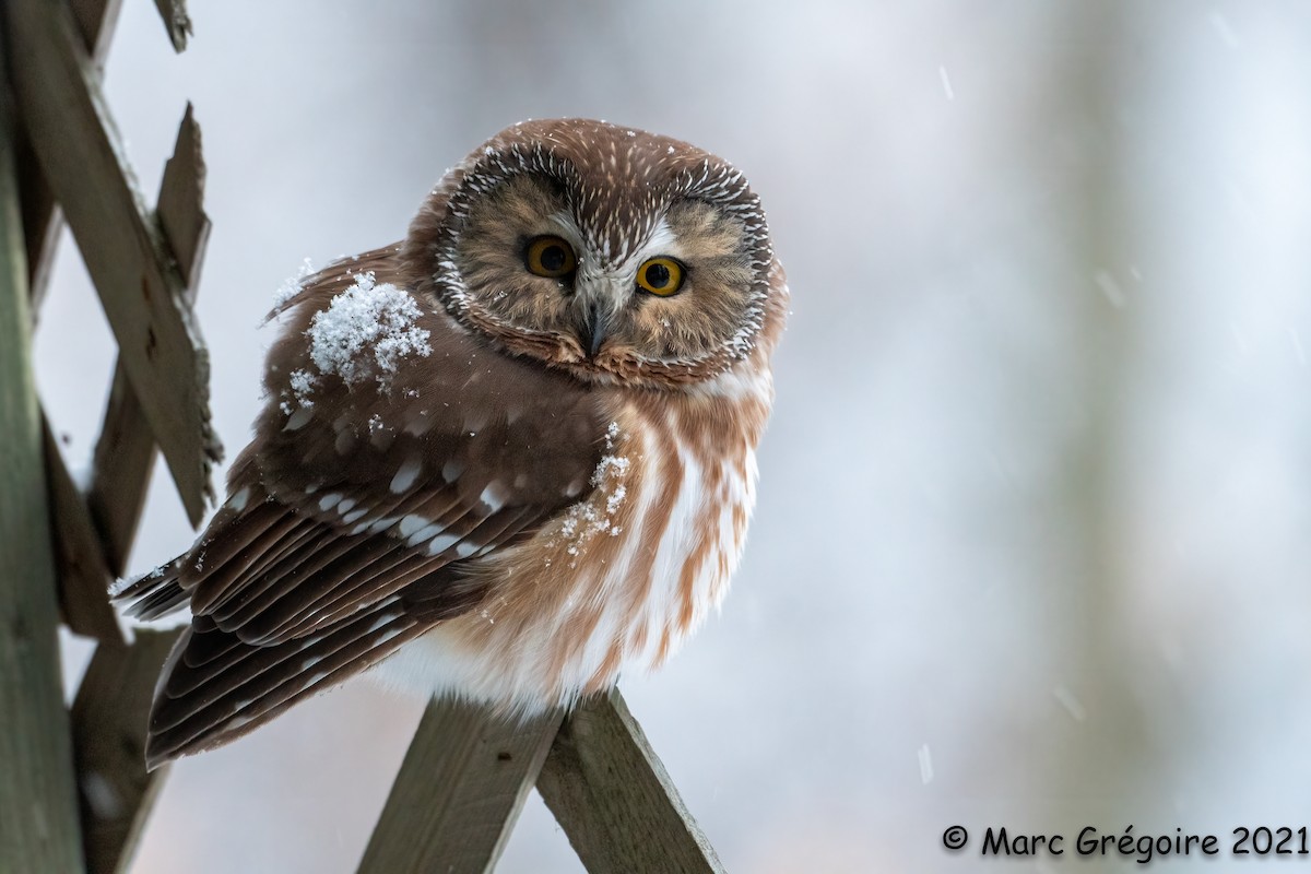 Northern Saw-whet Owl - Marc Gregoire