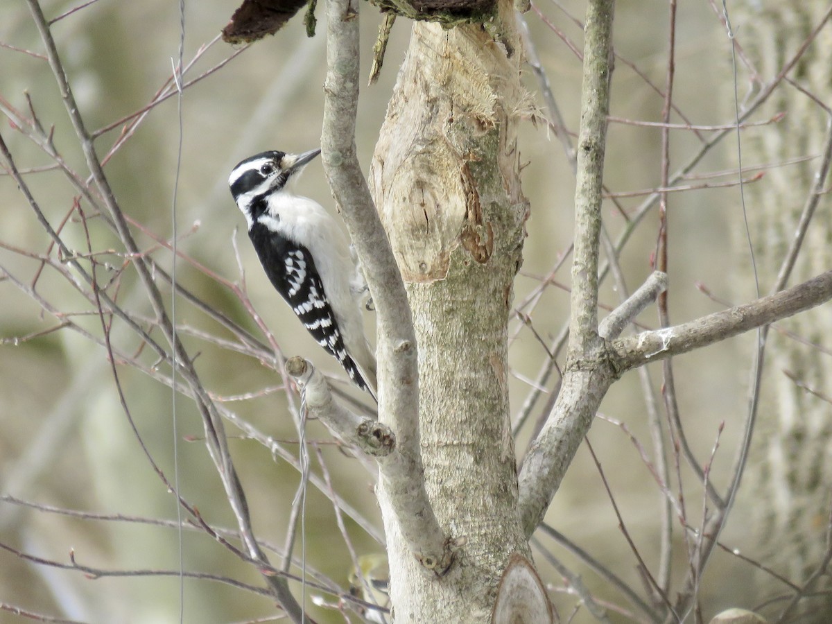 Hairy Woodpecker - ML310101991