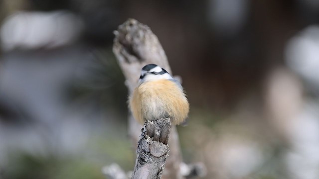 Red-breasted Nuthatch - ML310102331