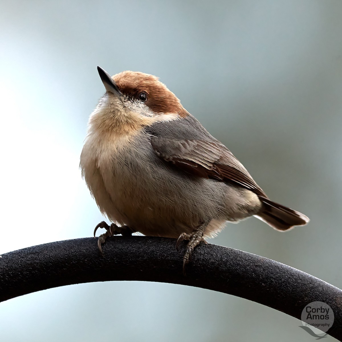 Brown-headed Nuthatch - Corby Amos