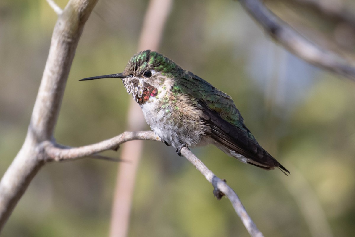 Broad-tailed Hummingbird - Peggy Rudman