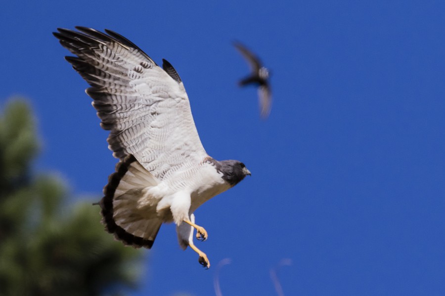 White-tailed Hawk - Thelma Gátuzzô