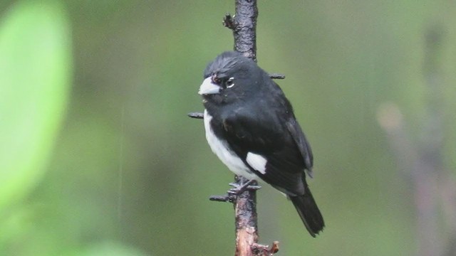 Black-and-white Seedeater - ML310113091
