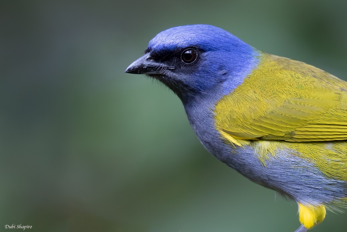 Blue-capped Tanager - ML310127211
